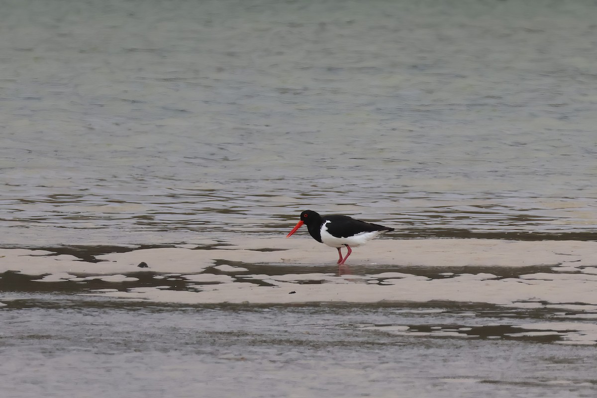 Pied Oystercatcher - ML645569464