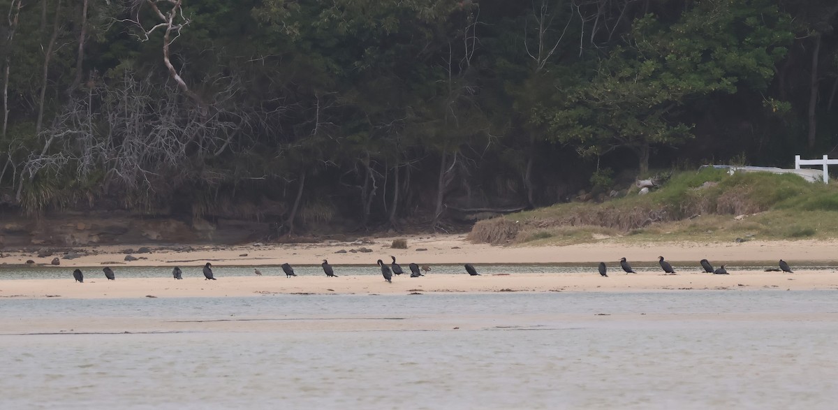 Great Cormorant - ML645569477