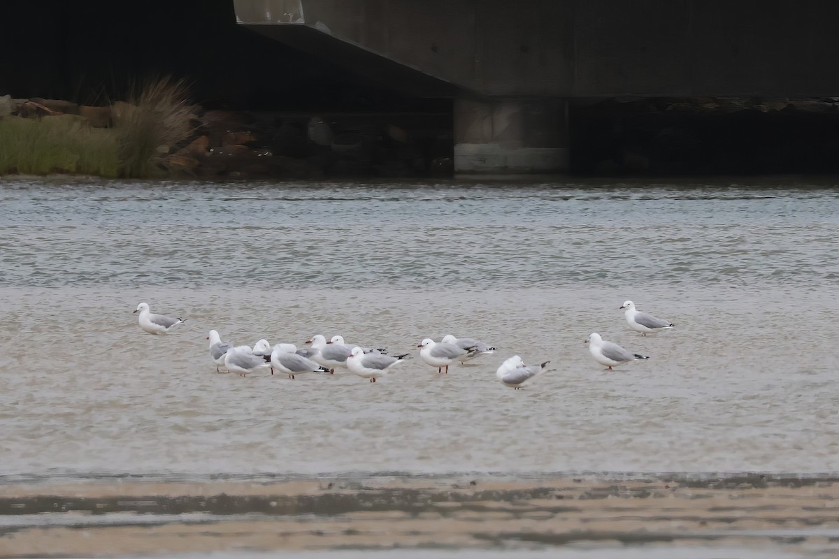 Silver Gull - ML645569481