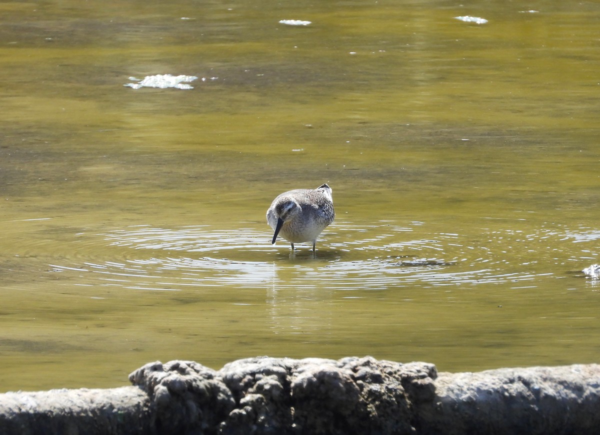 jespák rezavý - ML645569483