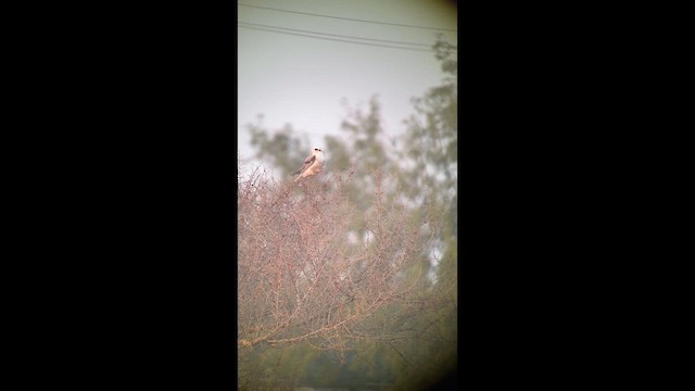 White-tailed Kite - ML645569485