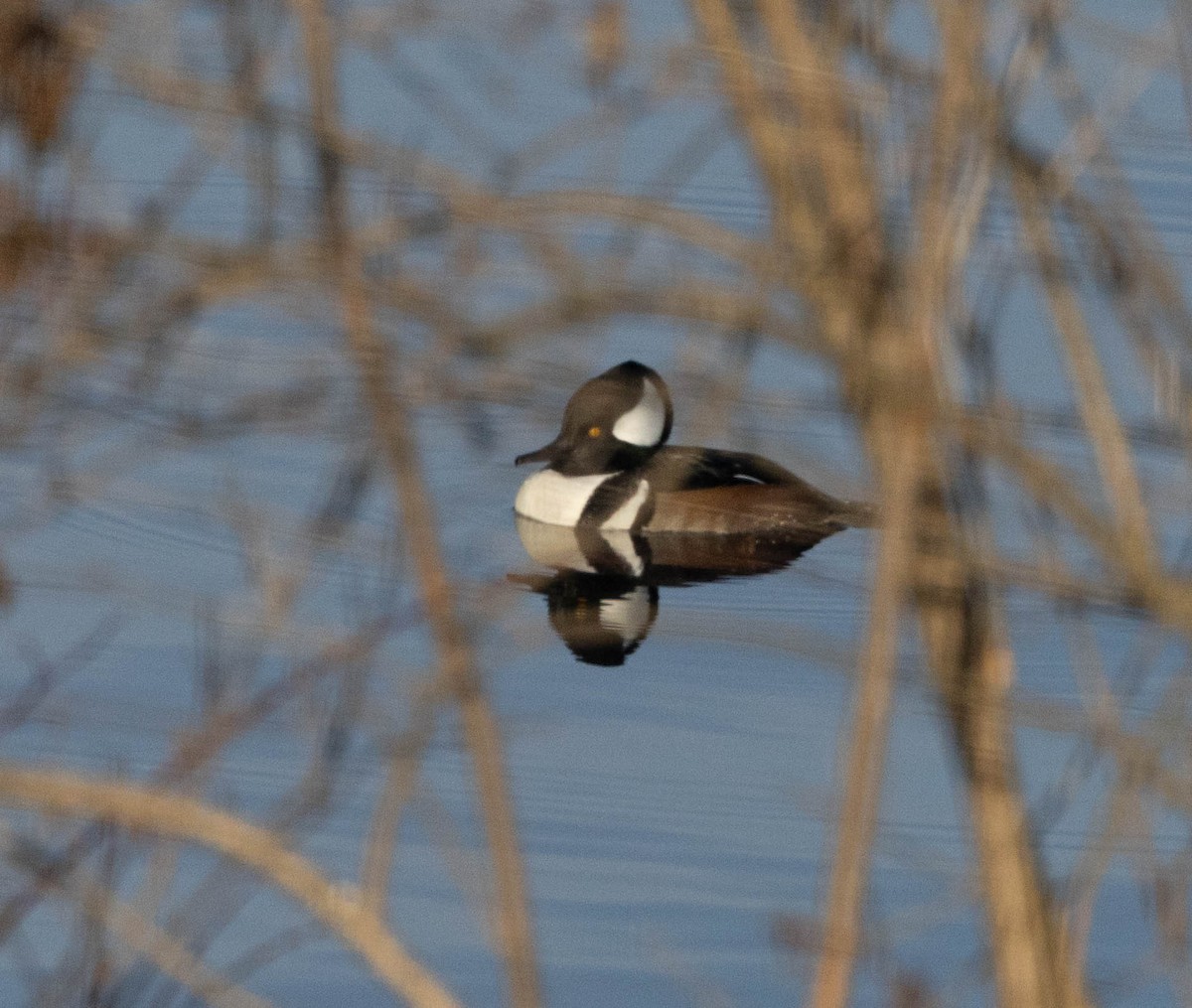 Hooded Merganser - ML645569499