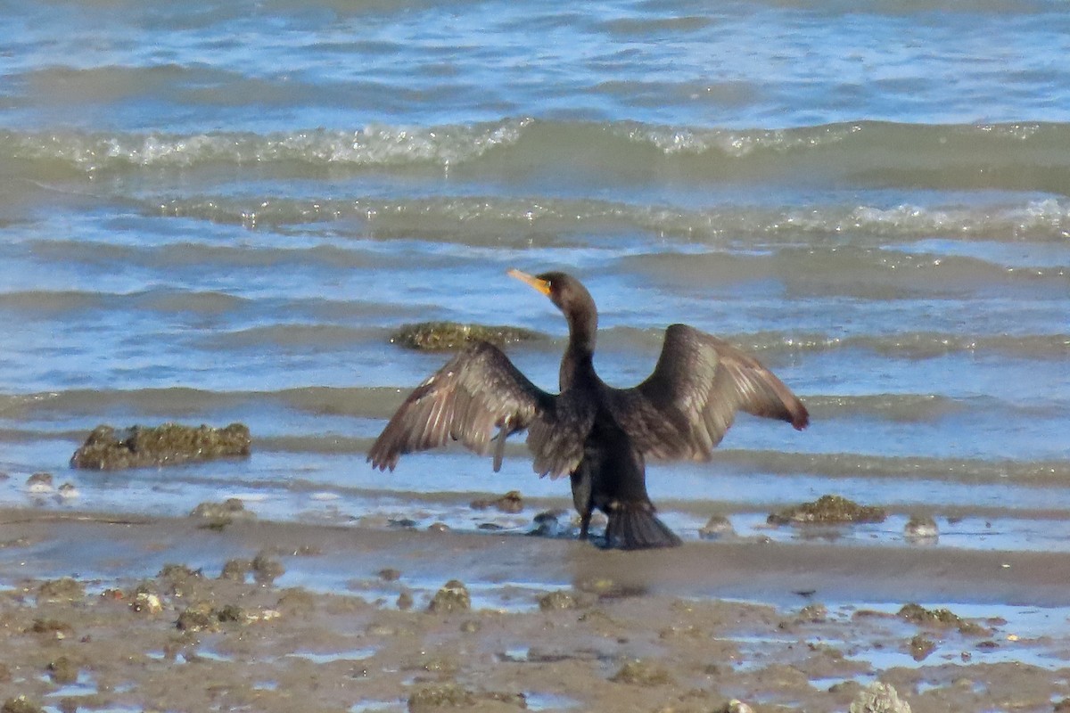 totoppskarv - ML645569500