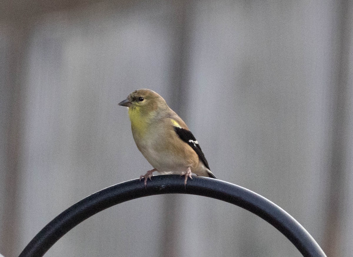 American Goldfinch - ML645569530