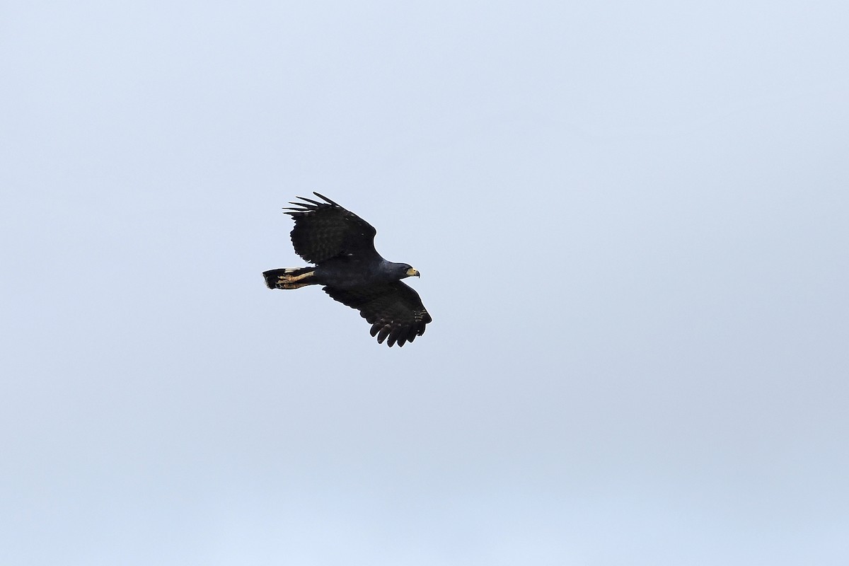 Great Black Hawk - ML645569545