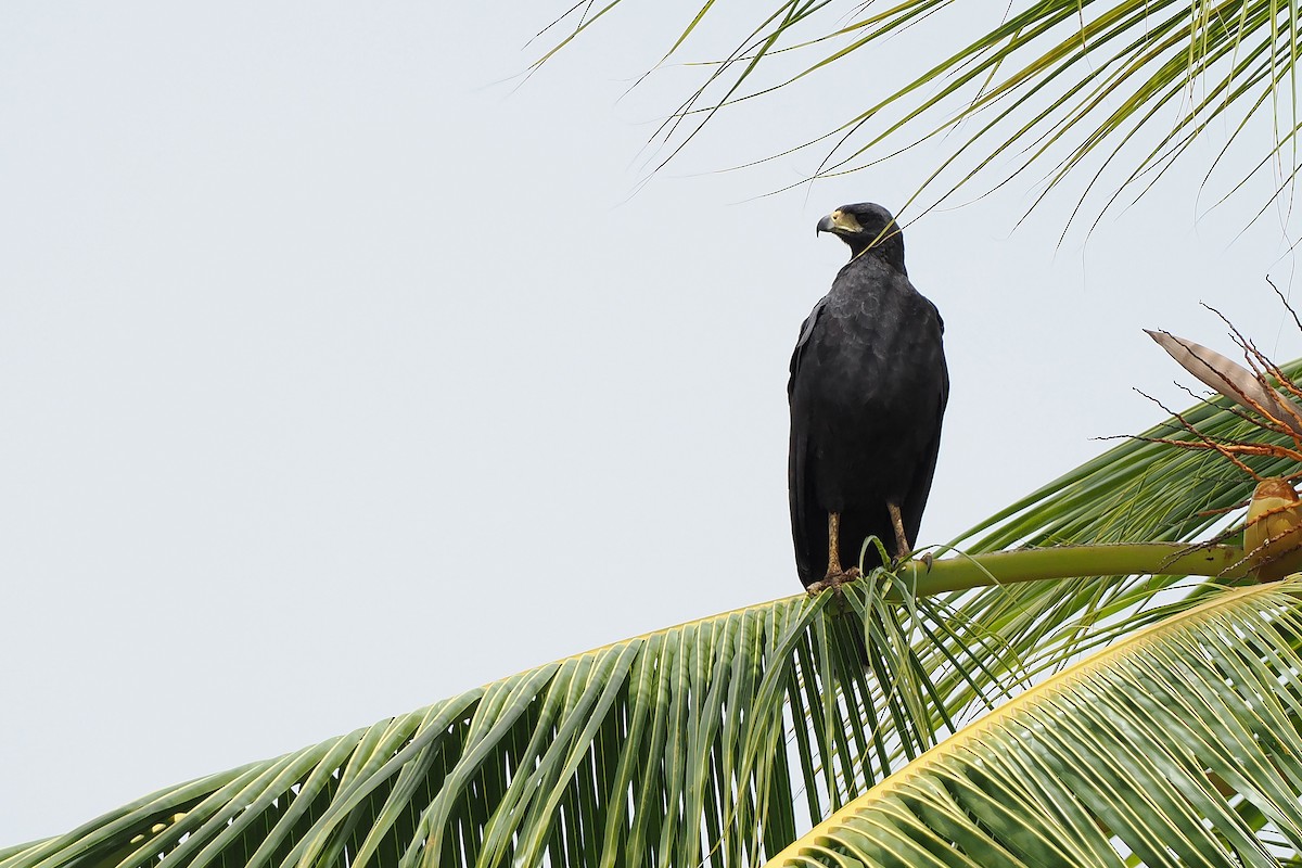 Great Black Hawk - ML645569546
