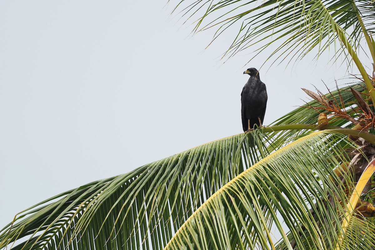Great Black Hawk - ML645569547