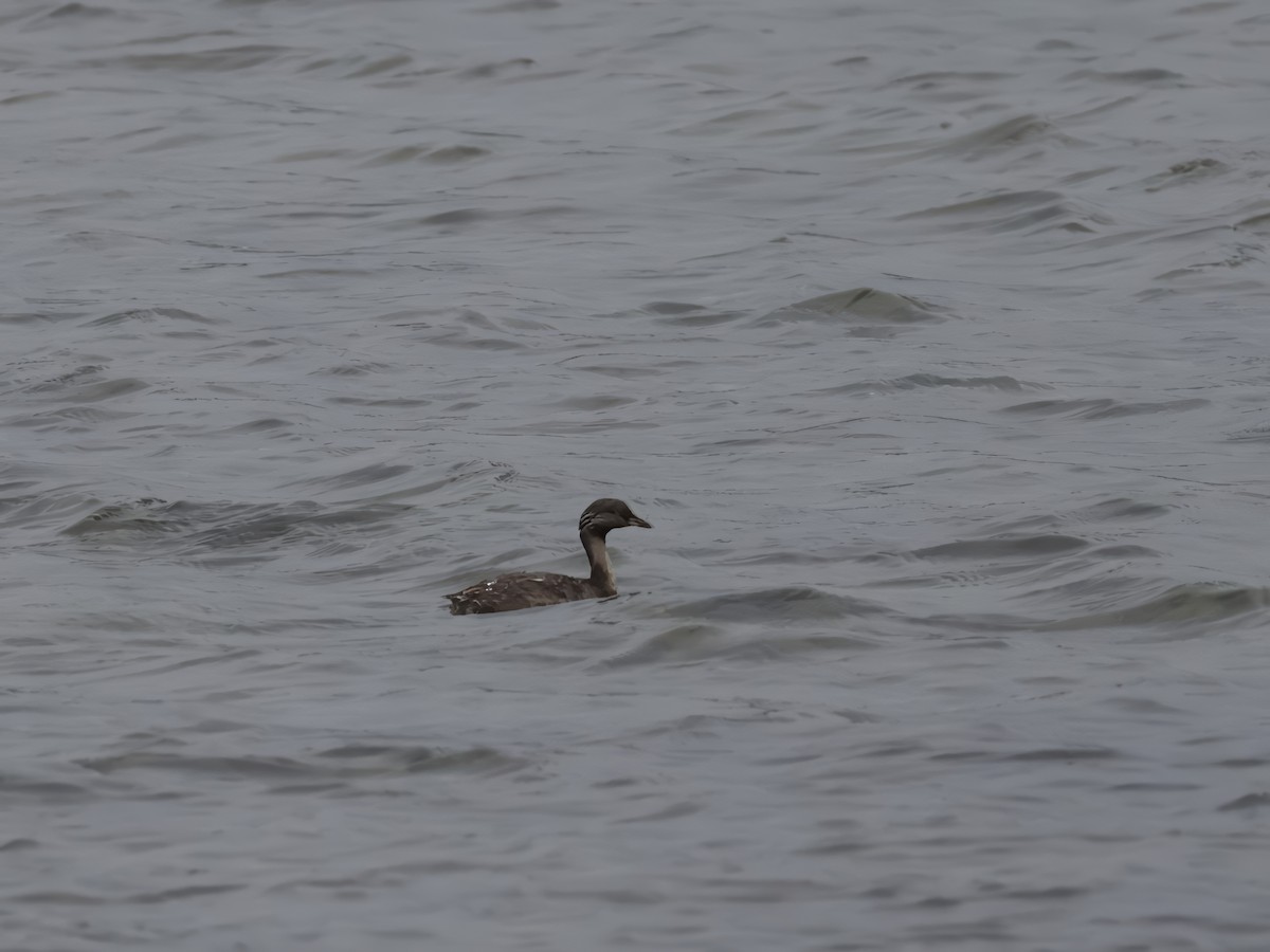 sølvhodedykker - ML645569556