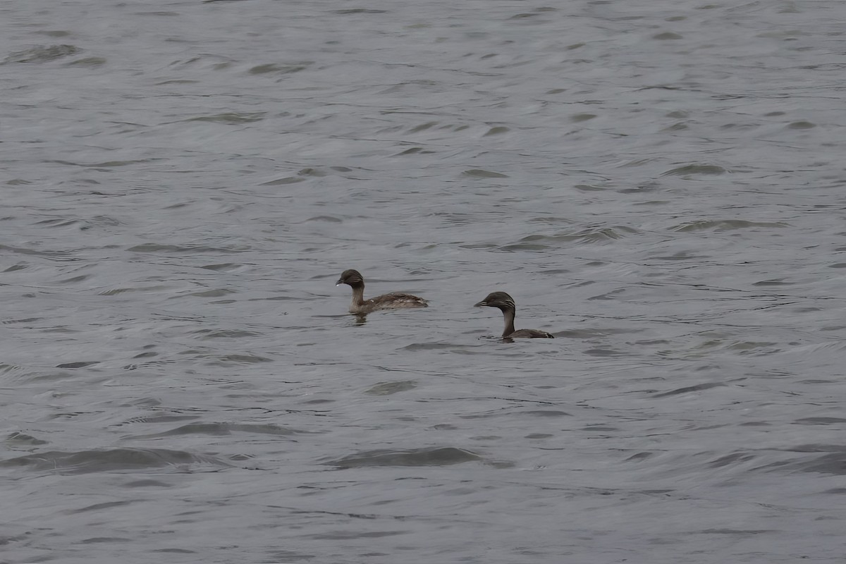 sølvhodedykker - ML645569557