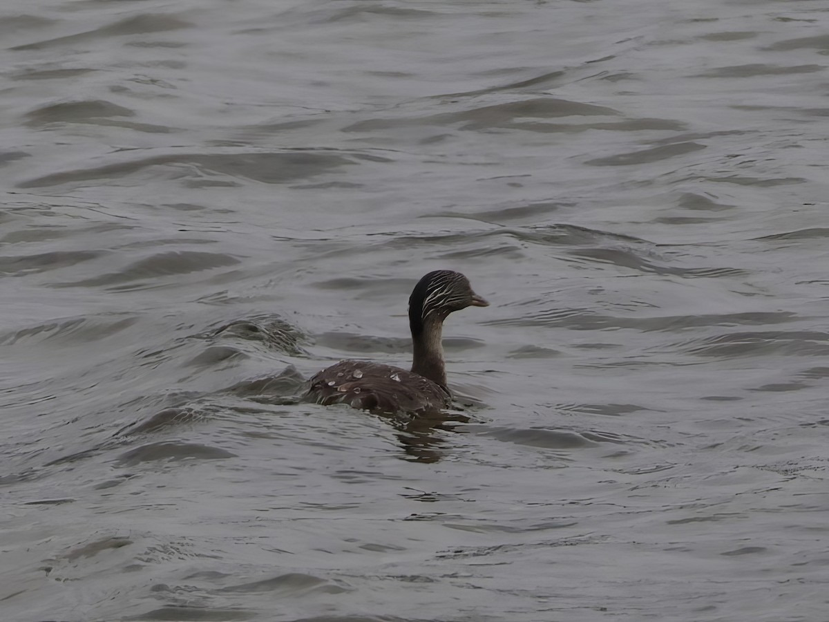 sølvhodedykker - ML645569558