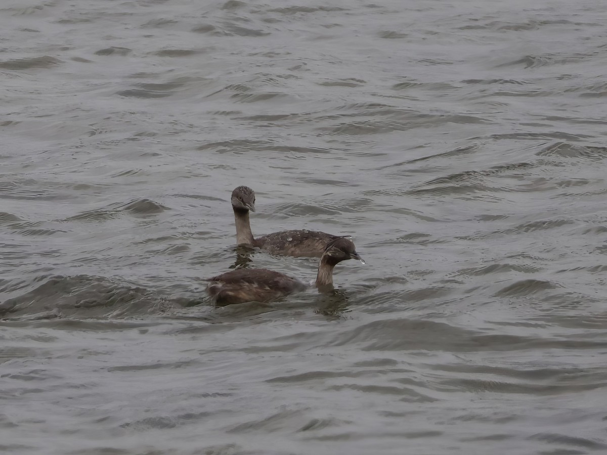 sølvhodedykker - ML645569559