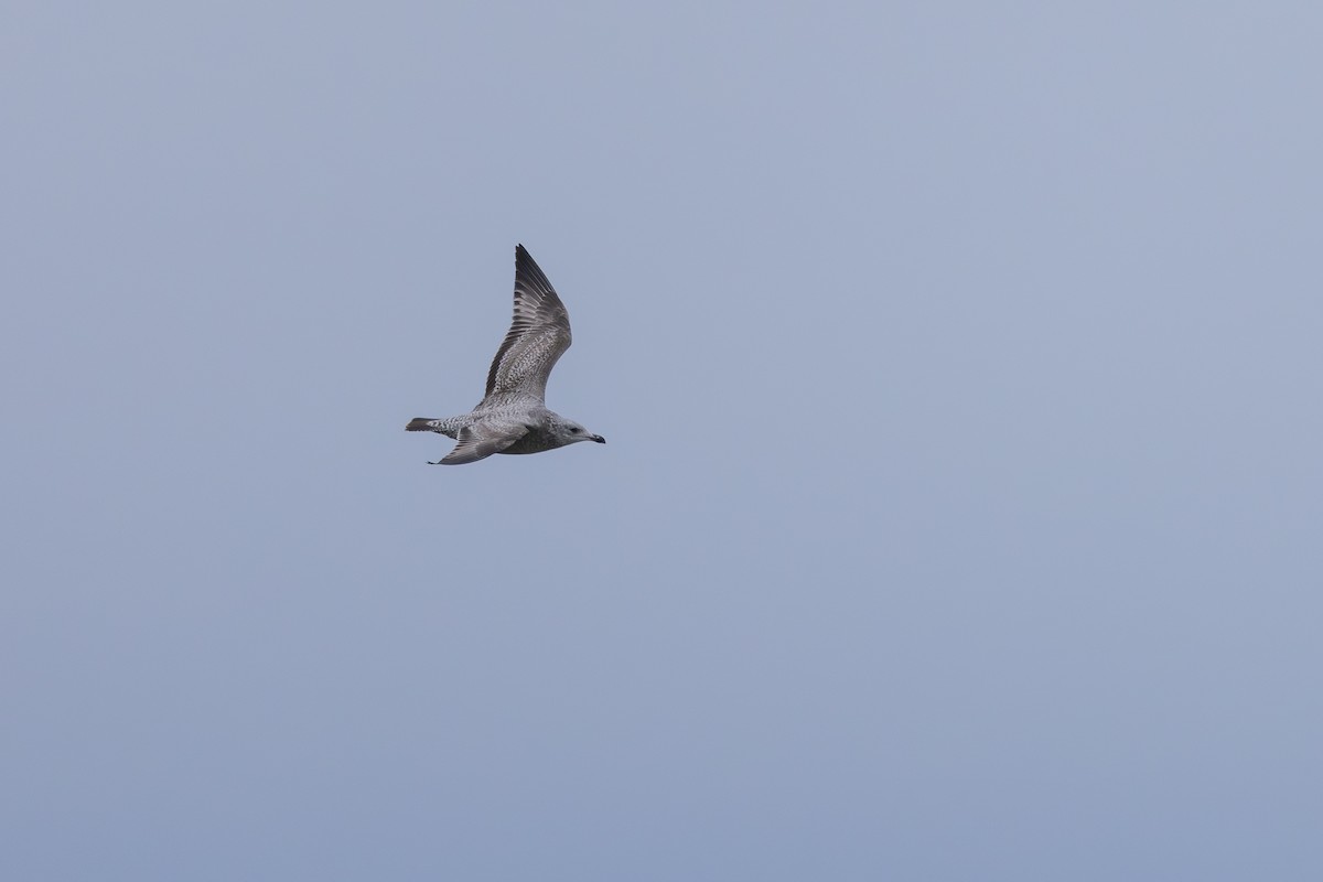 American Herring Gull - ML645569560