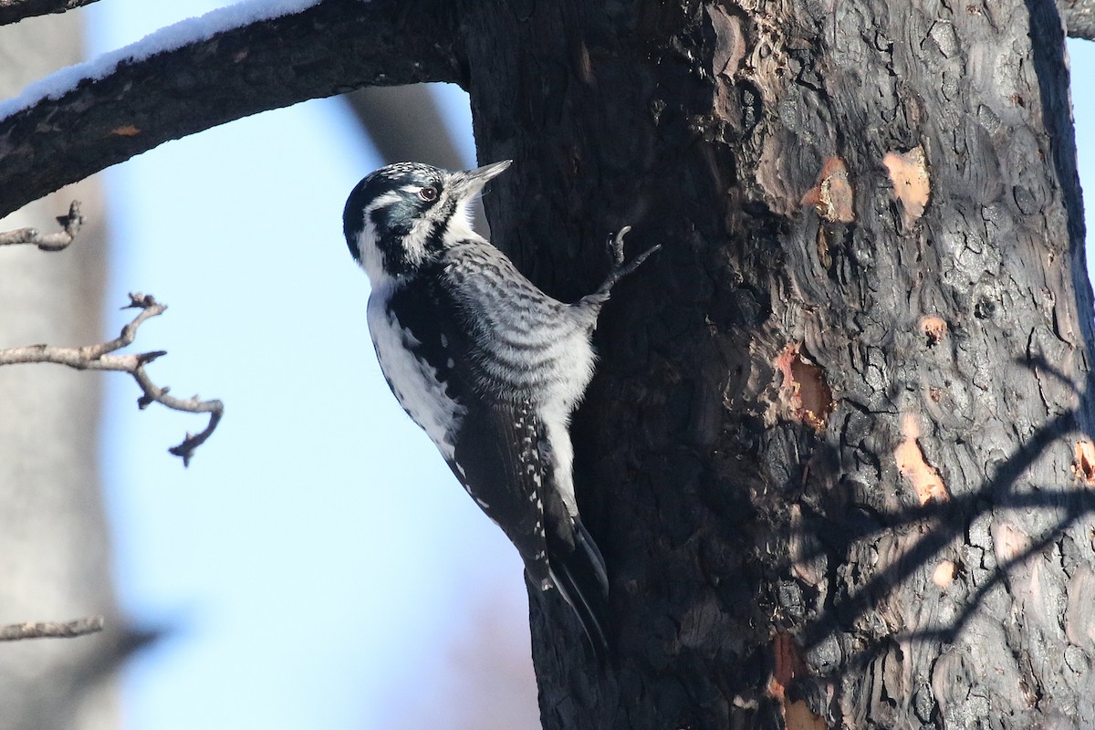 American Three-toed Woodpecker - ML645569561