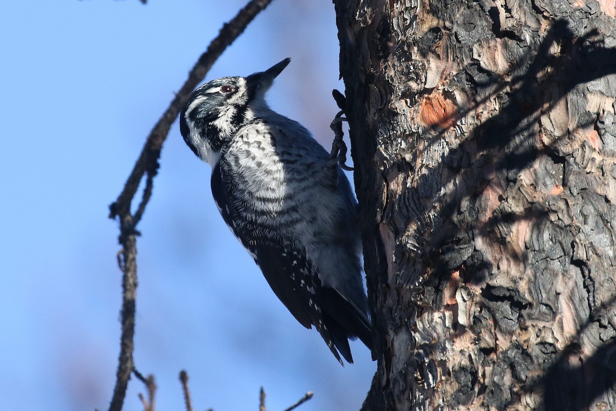 American Three-toed Woodpecker - ML645569562