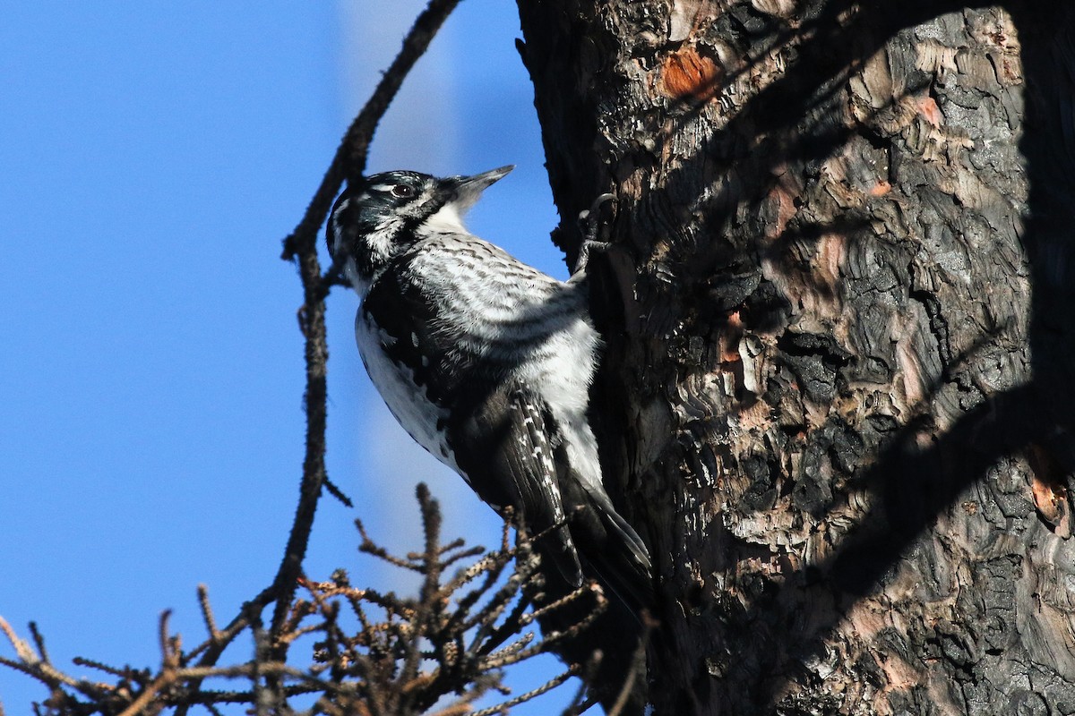 American Three-toed Woodpecker - ML645569563