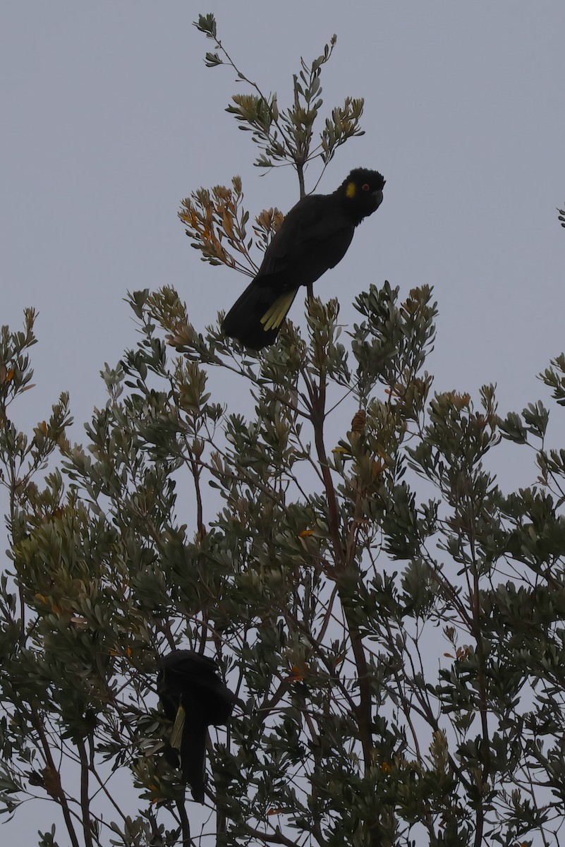 Yellow-tailed Black-Cockatoo - ML645569564
