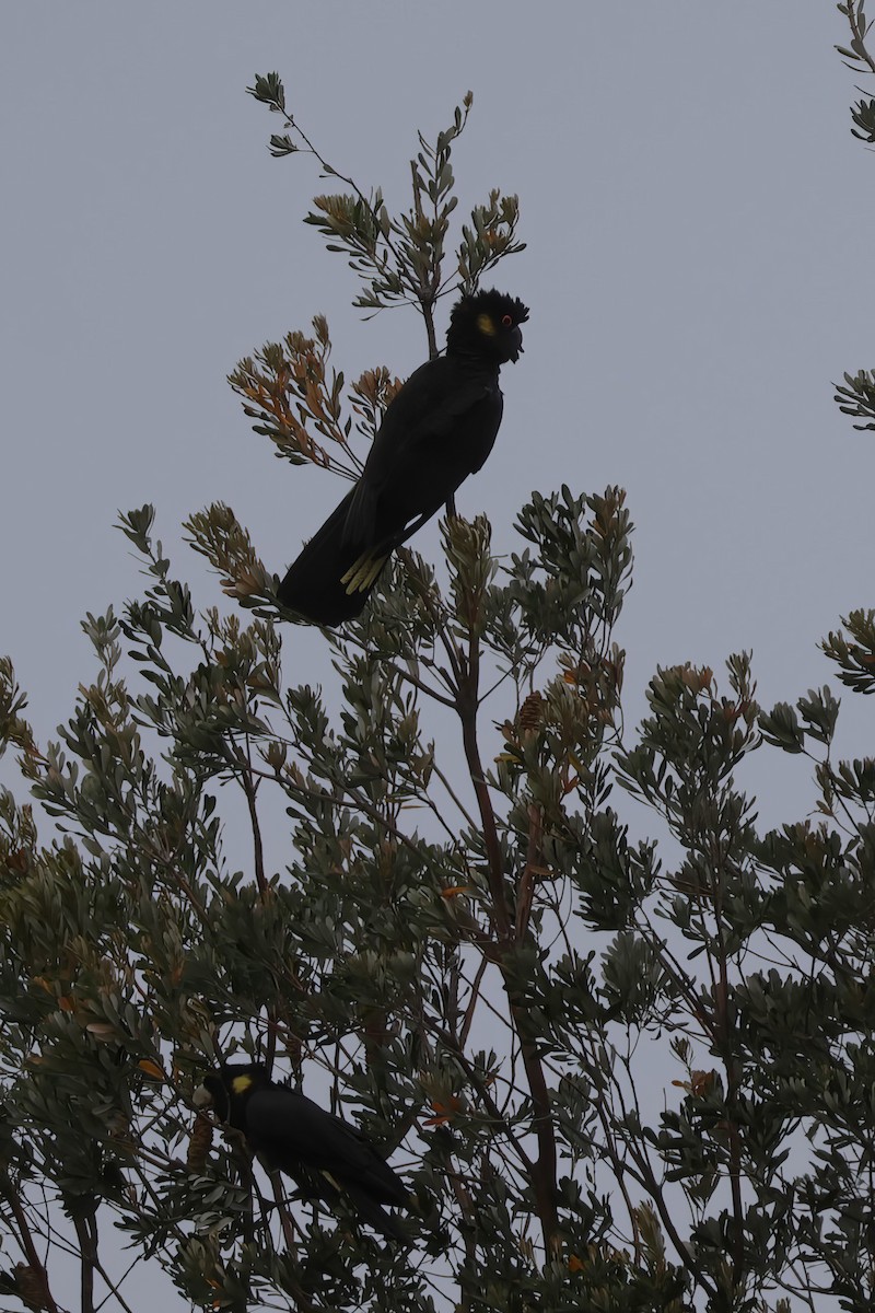 Yellow-tailed Black-Cockatoo - ML645569566