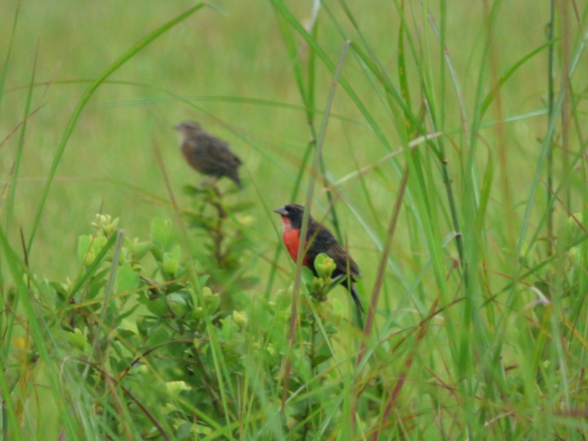 Red-breasted Meadowlark - ML645569570