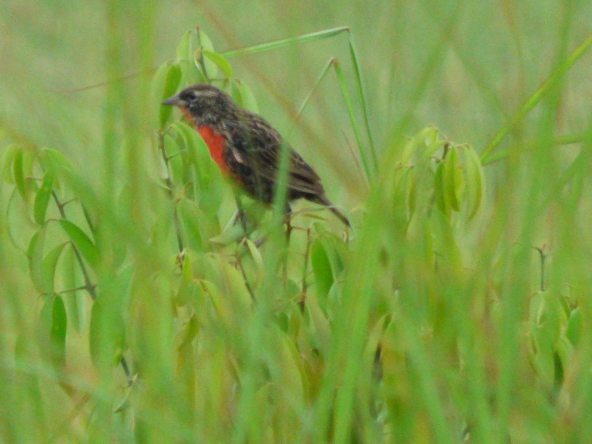 Red-breasted Meadowlark - ML645569571