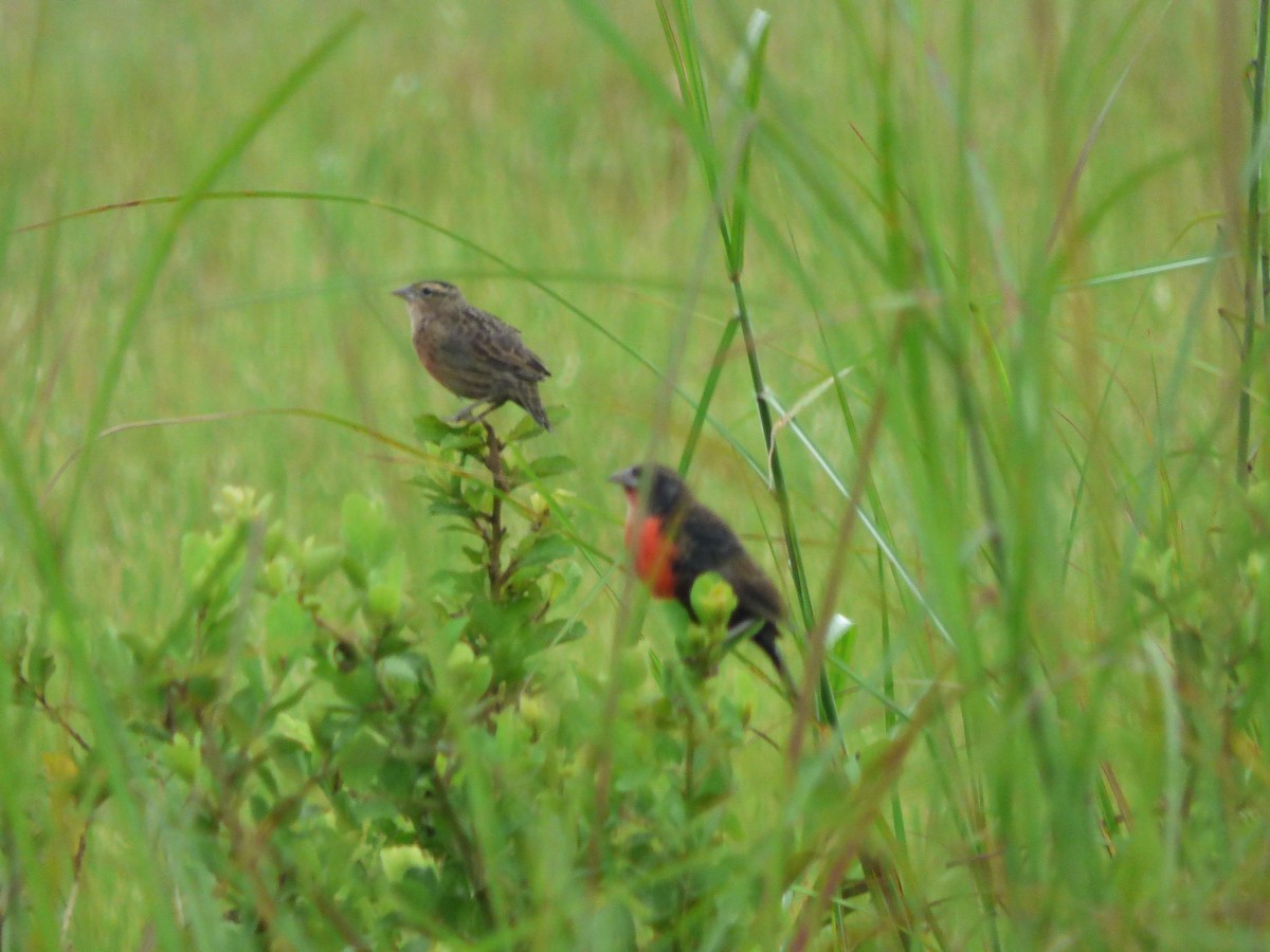 Red-breasted Meadowlark - ML645569572