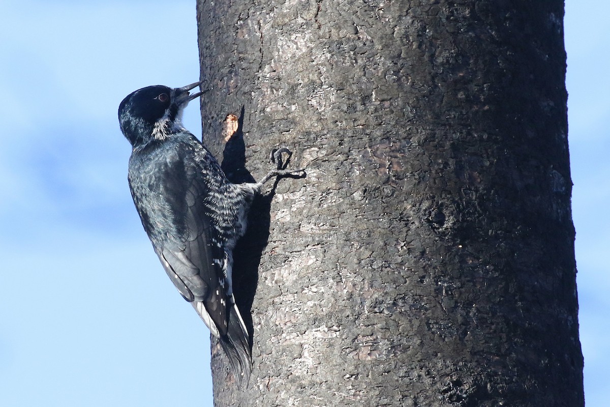 Black-backed Woodpecker - ML645569573