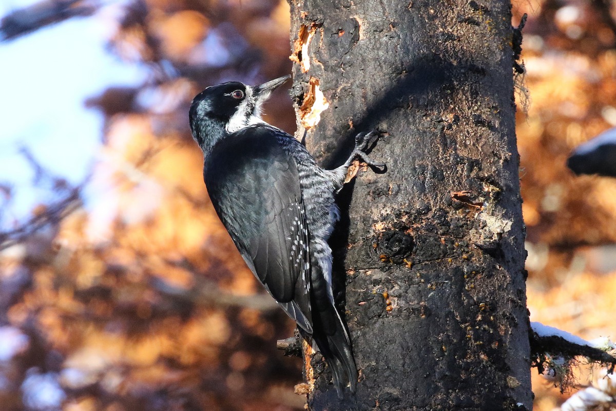 Black-backed Woodpecker - ML645569574