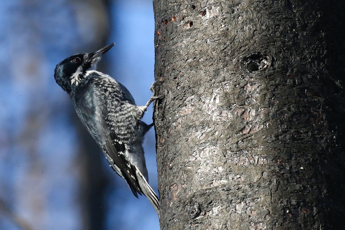 Black-backed Woodpecker - ML645569575