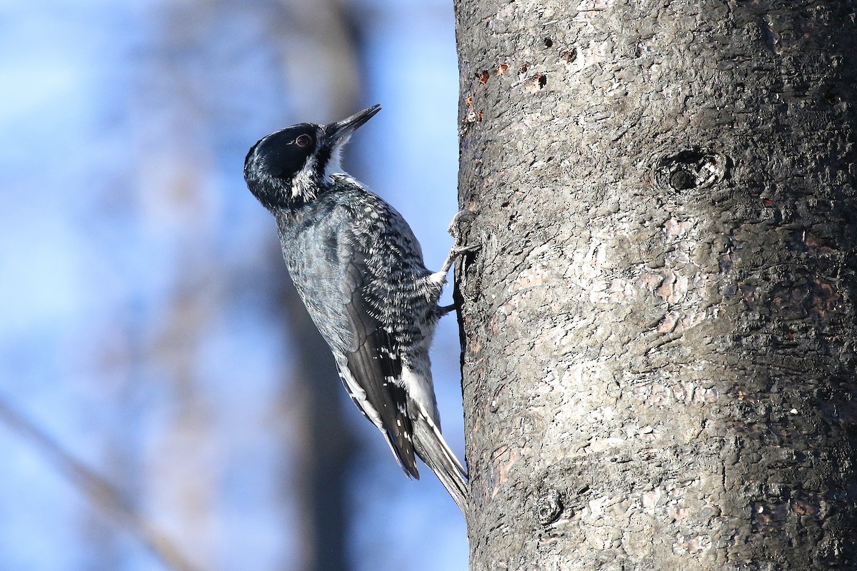 Black-backed Woodpecker - ML645569576