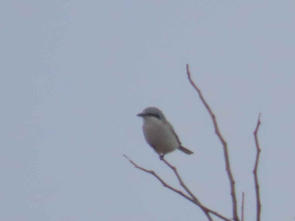 Northern Shrike - ML645569577