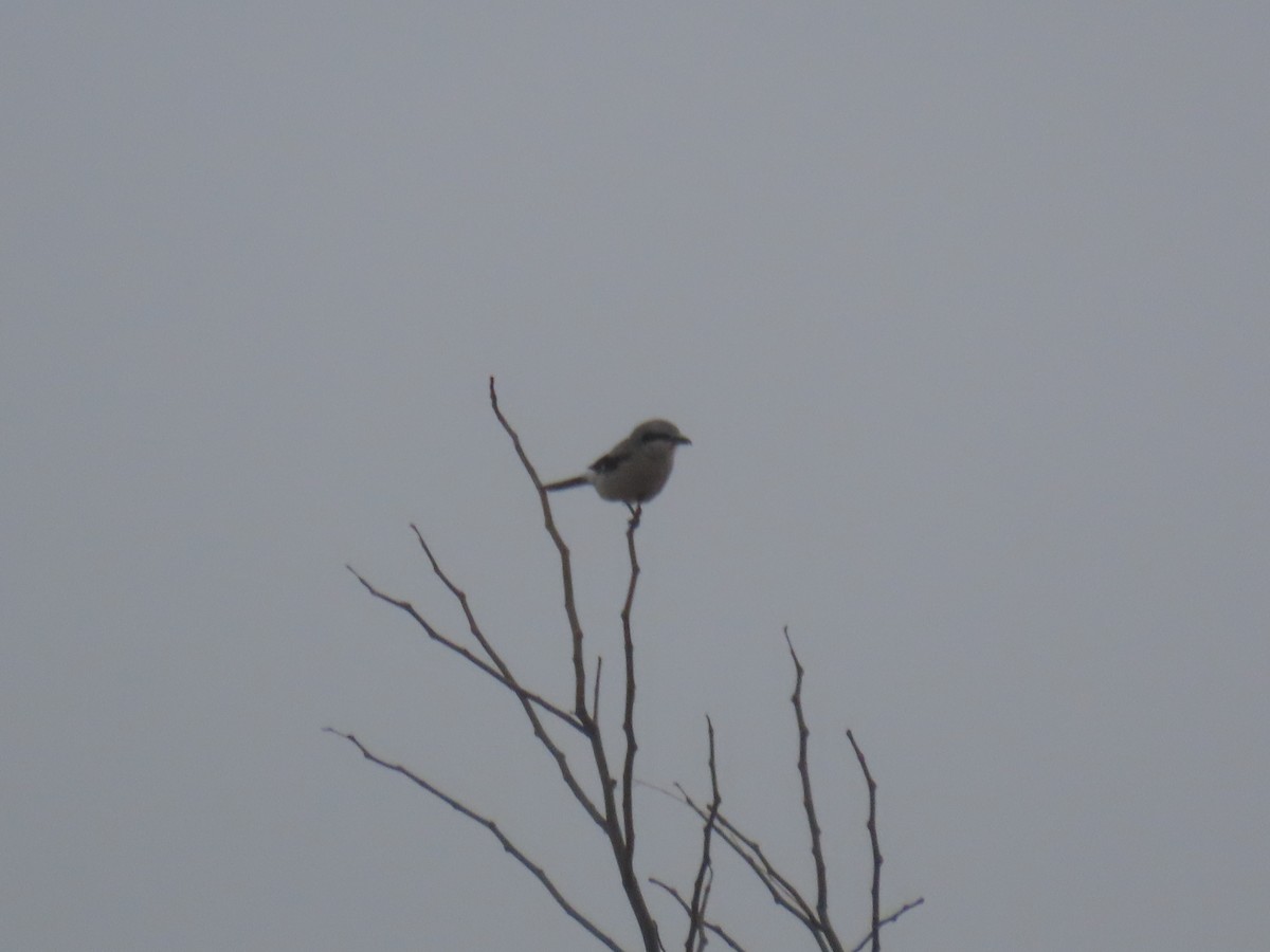 Northern Shrike - ML645569578