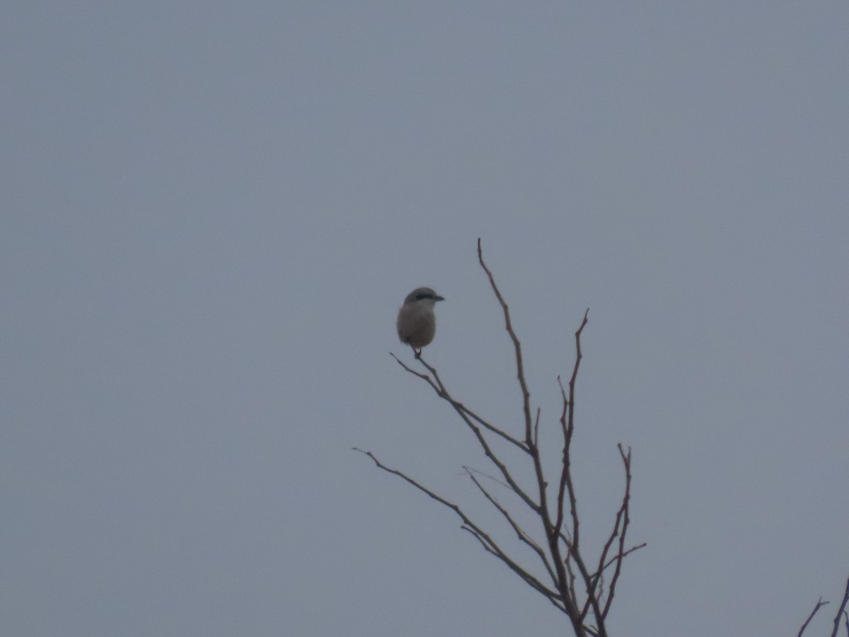 Northern Shrike - ML645569579