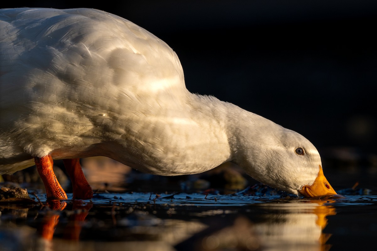 Mallard (Domestic type) - ML645569584