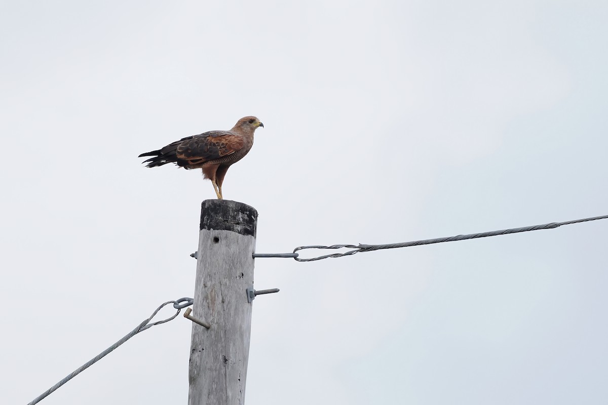 Саванный крабоед - ML645569585