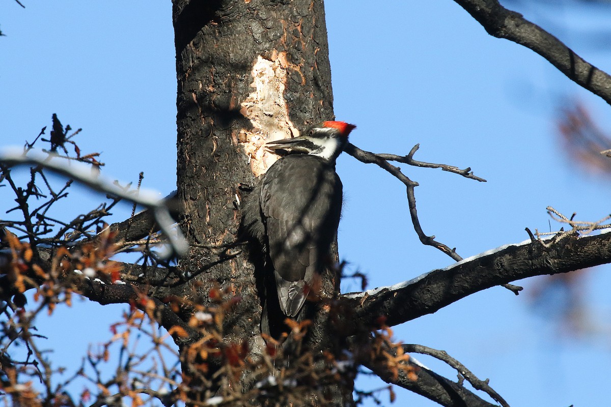 Pileated Woodpecker - ML645569586