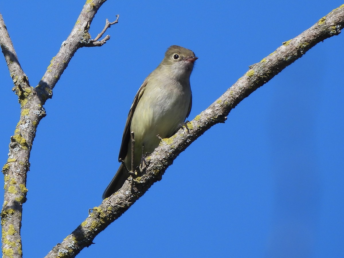 Small-billed Elaenia - ML645569588