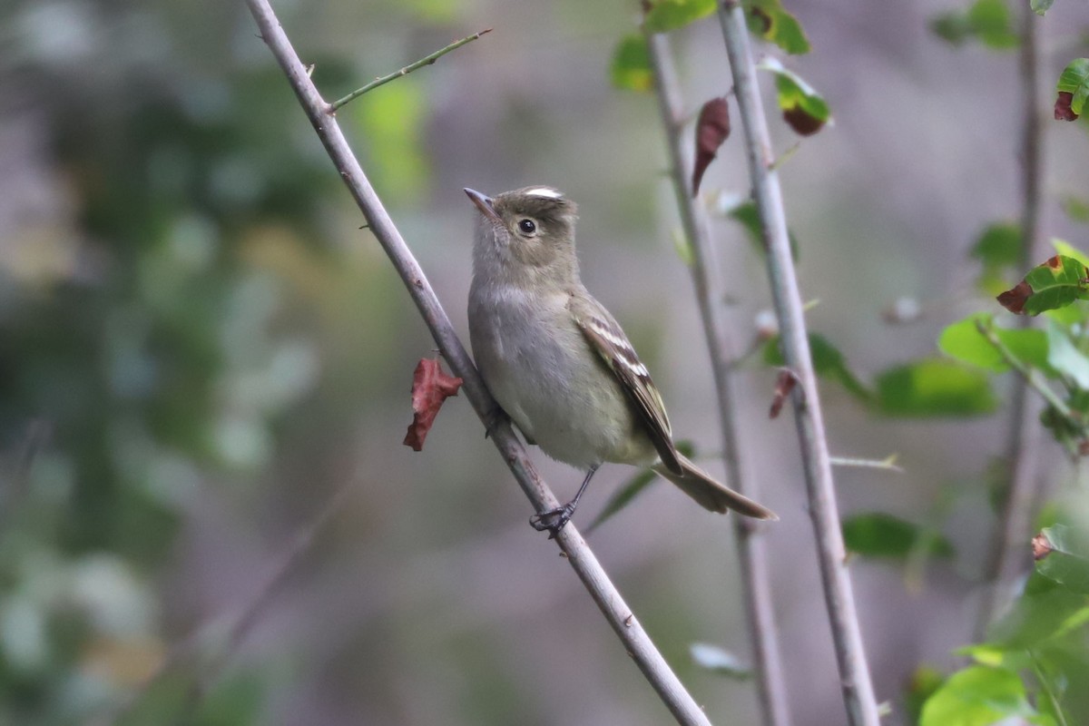 White-crested Elaenia - ML645569594