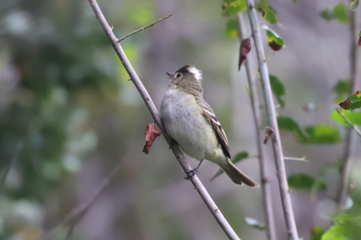 White-crested Elaenia - ML645569595