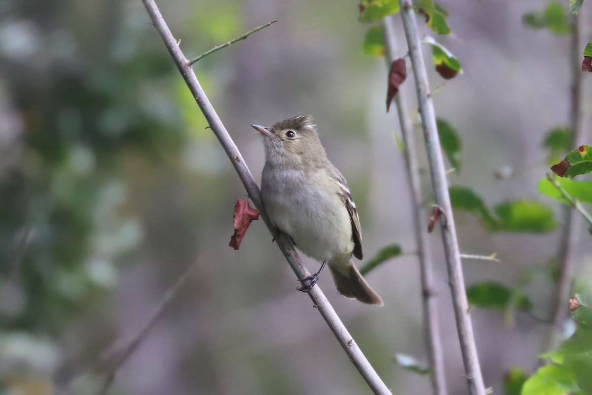 White-crested Elaenia - ML645569596
