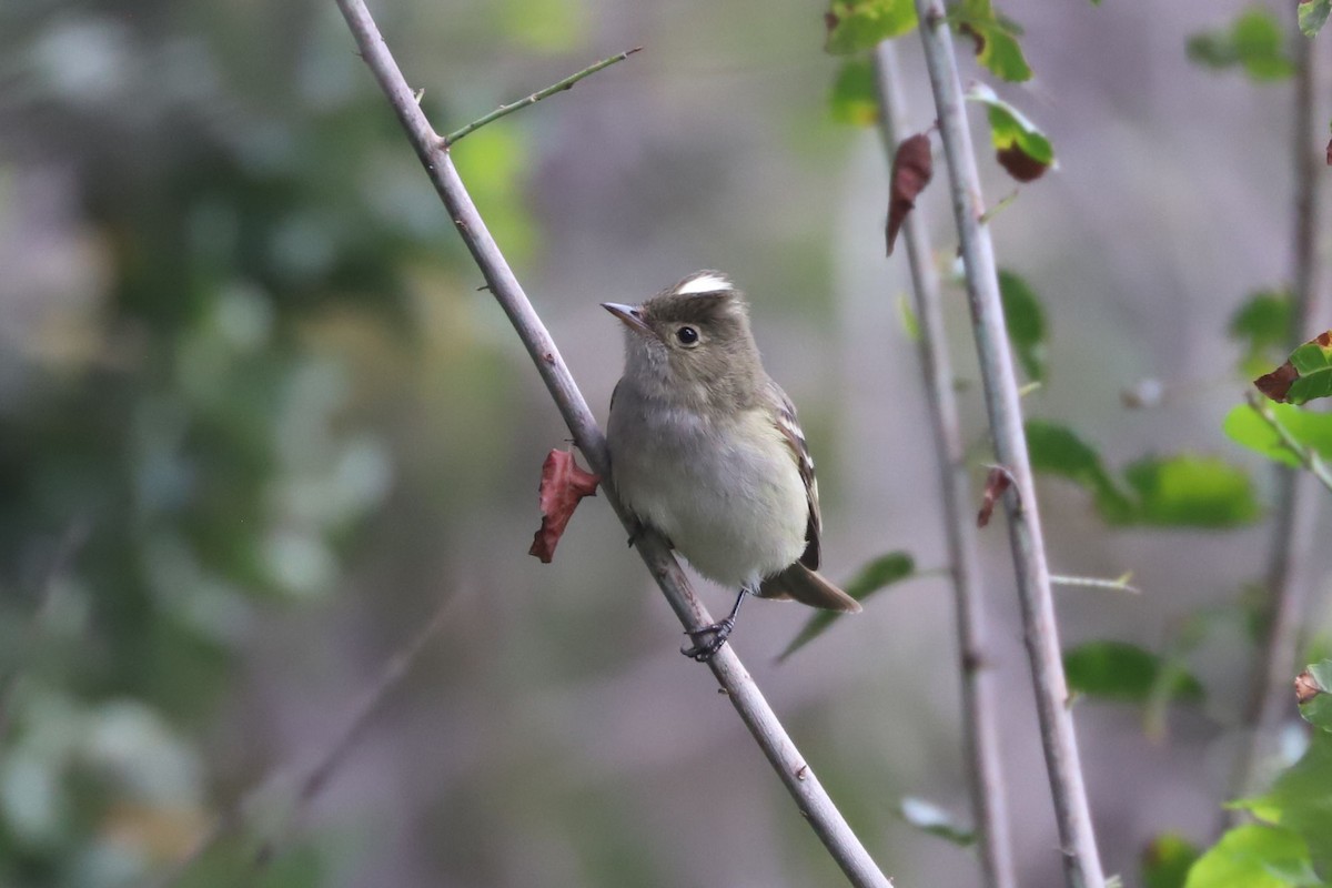 White-crested Elaenia - ML645569597