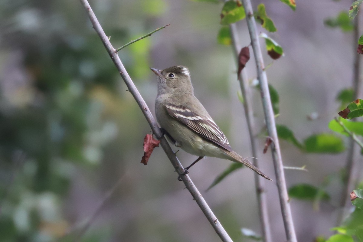 White-crested Elaenia - ML645569598