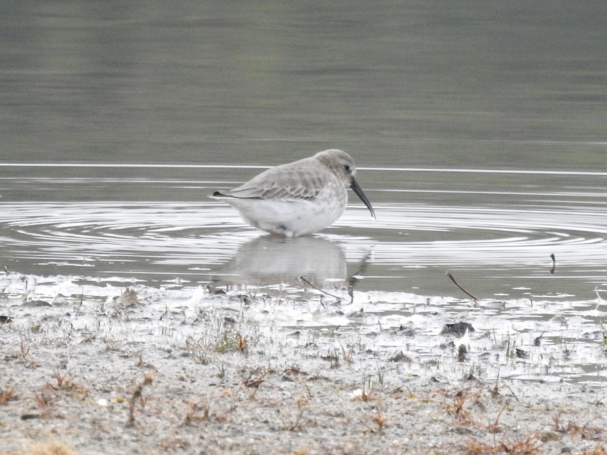 Dunlin - ML645569601