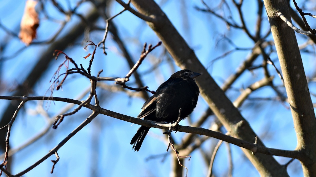 Brown-headed Cowbird - ML645569602