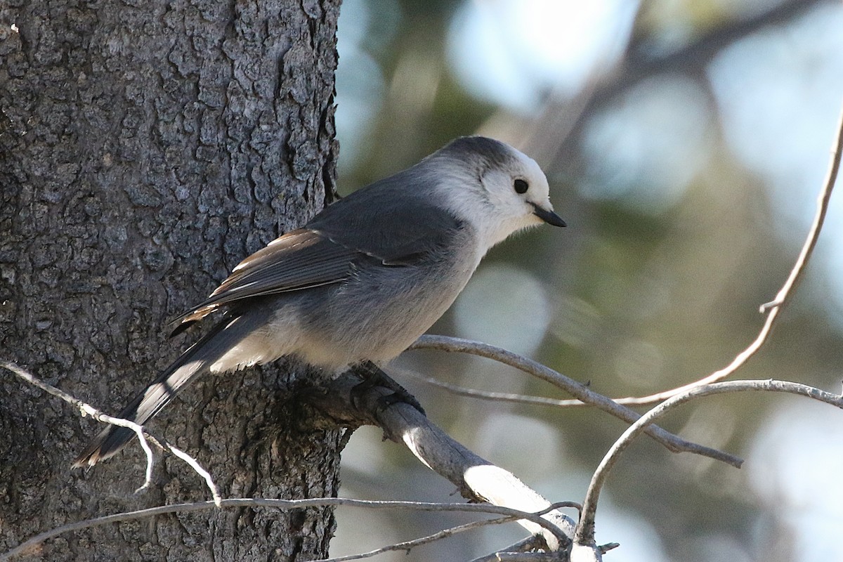 Canada Jay - ML645569604