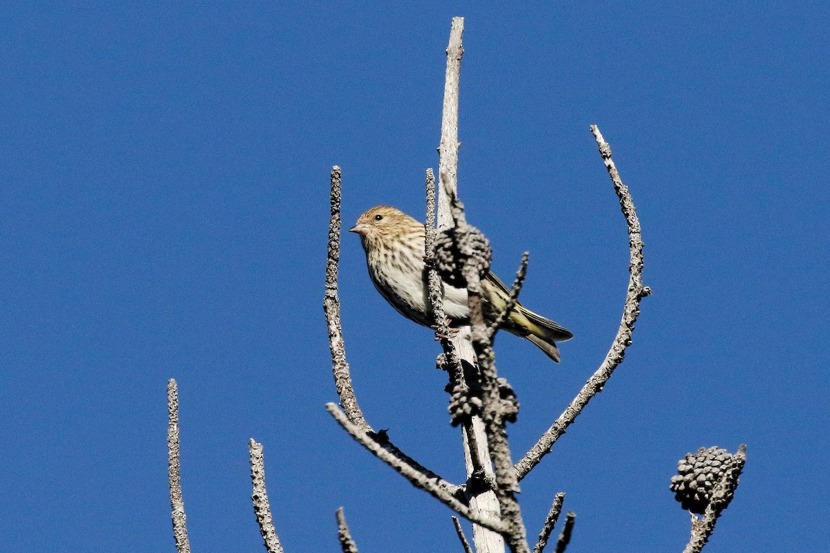 Pine Siskin - ML645569619