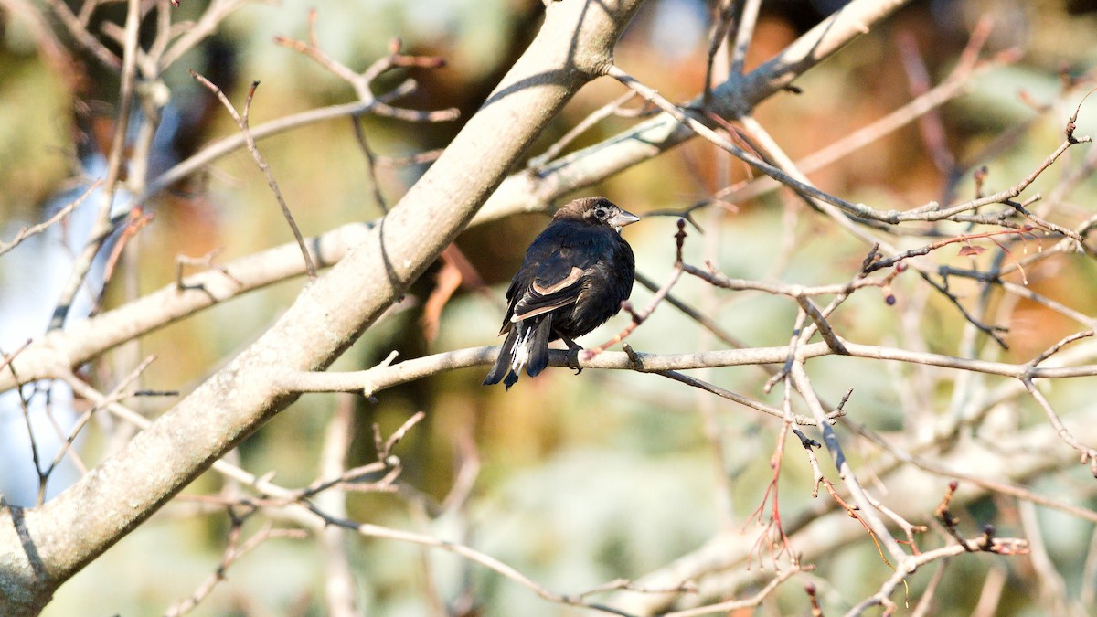 Brown-headed Cowbird - ML645569622