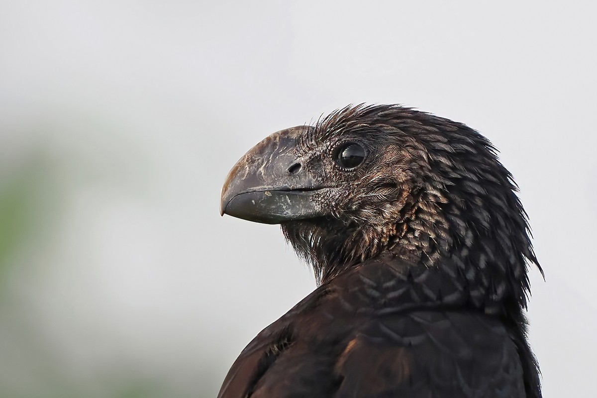 Ані товстодзьобий - ML645569623