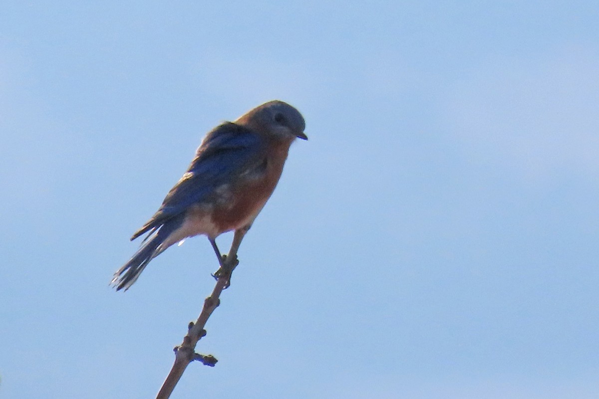 salašník modrý - ML645569624