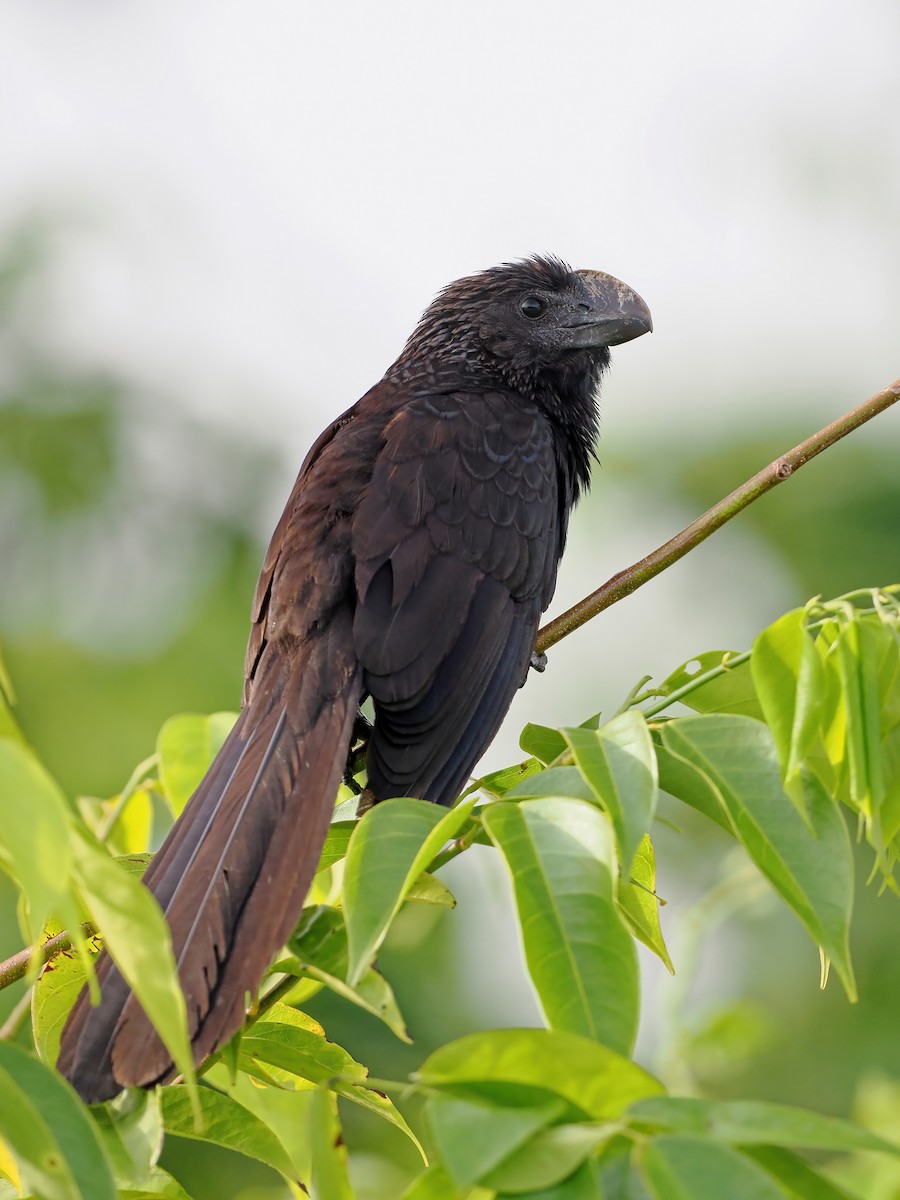 Ані товстодзьобий - ML645569625