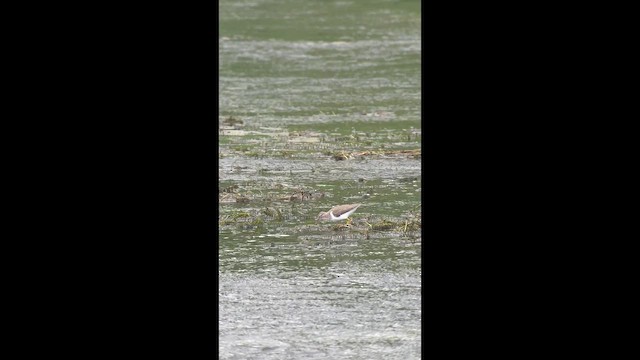 Spotted Sandpiper - ML645569626