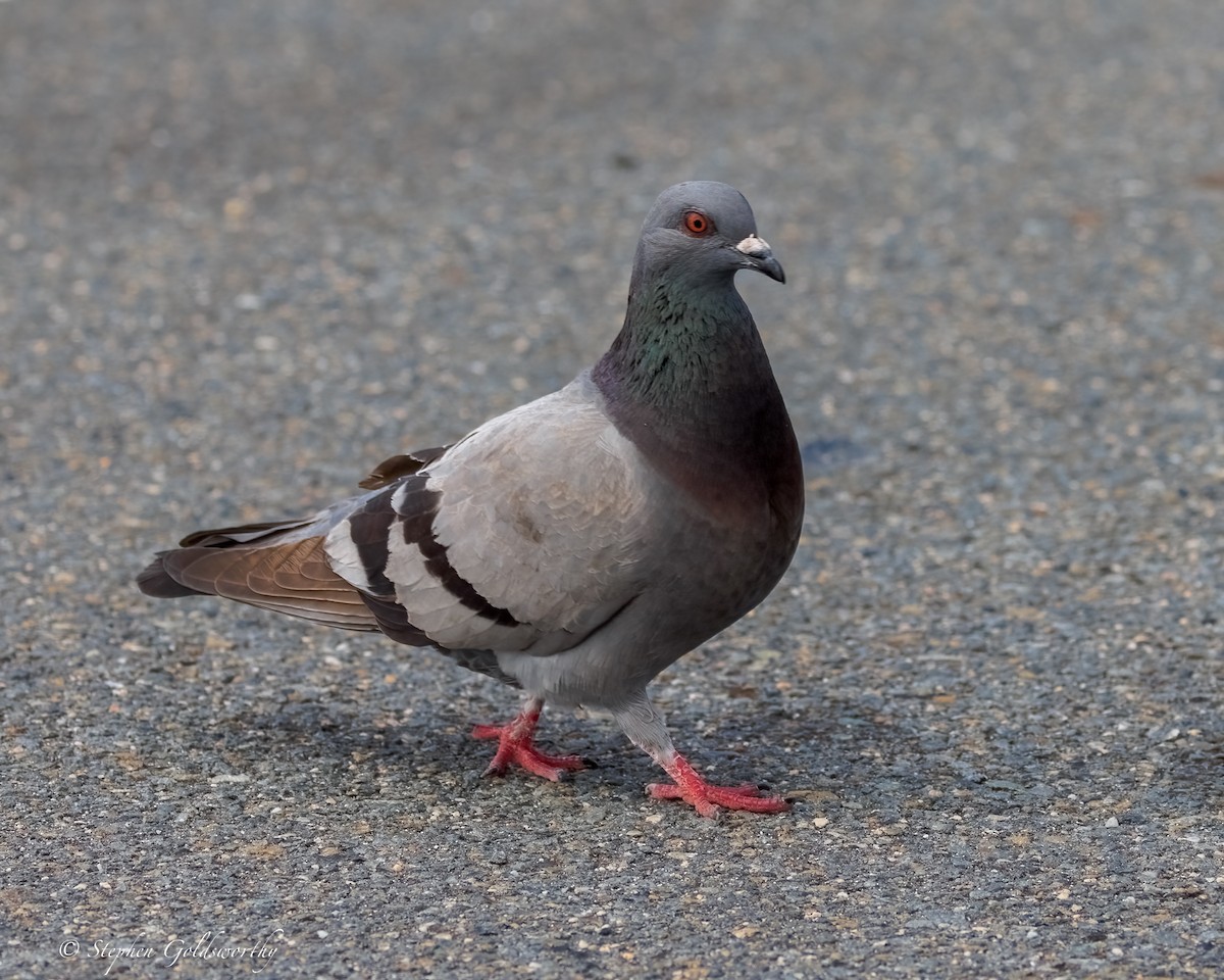 Haitz-usoa (etxekoa) - ML645569628